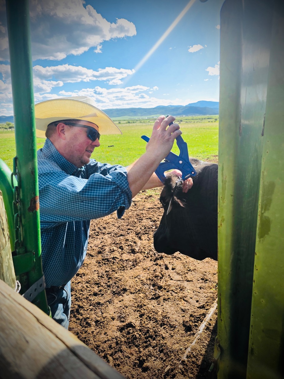 Grant Williams working cattle on a Wyoming ranch
